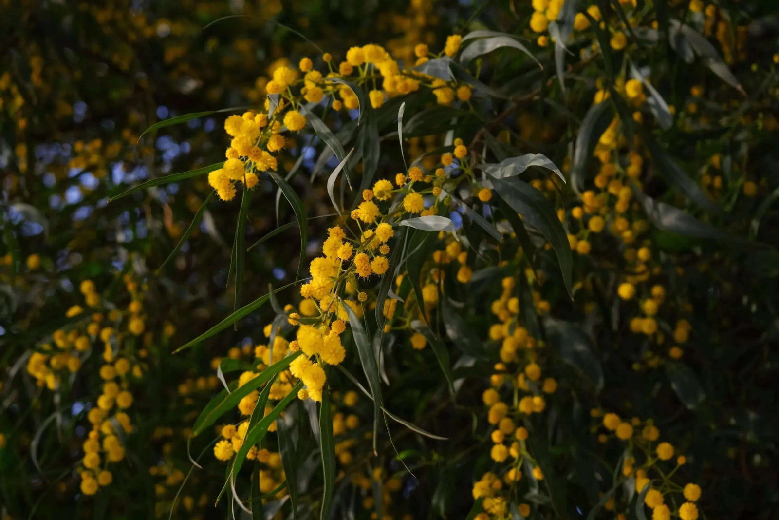 More Than Just Petals: Understanding the Language of Flowers - Aussie Blooms