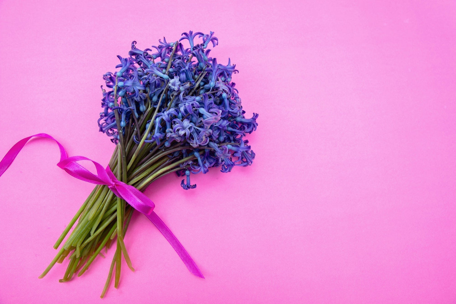 Born in February? Your Birth Flowers Are Violet and Primrose - Aussie Blooms
