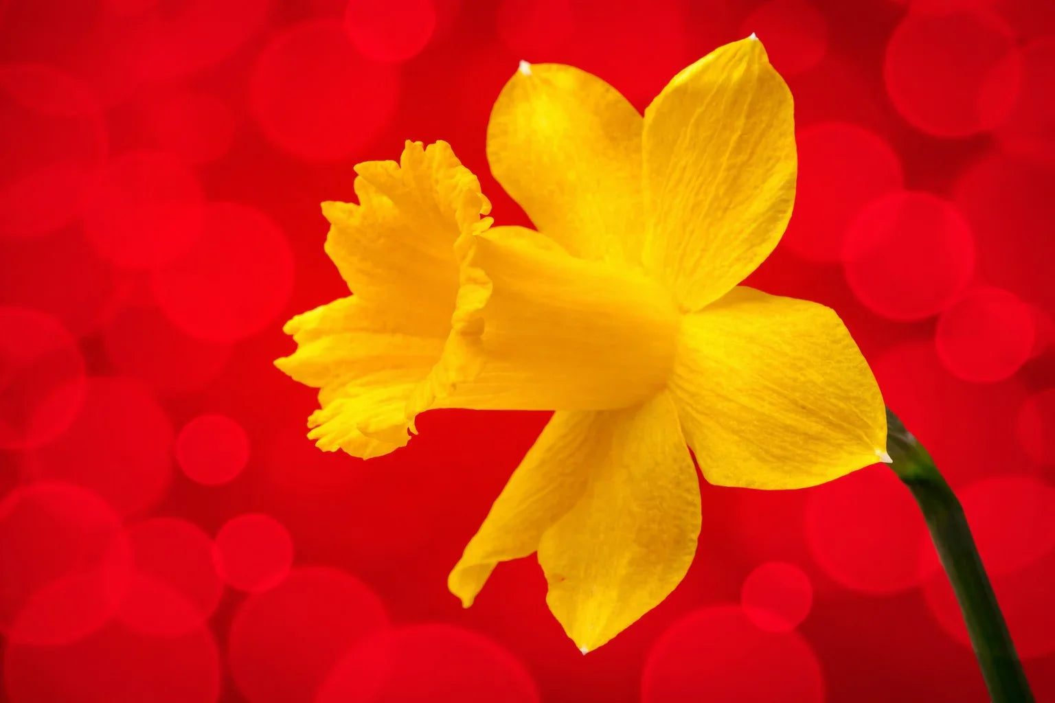 Close-up of a bright yellow daffodil flower with detailed petals against a vibrant red bokeh background, symbolizing spring and freshness.