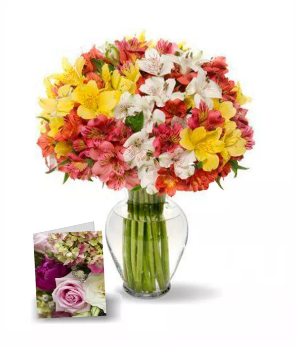 100 Assorted Peruvian Lilies