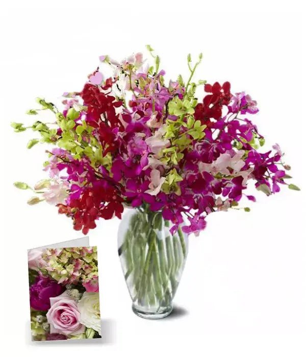 Blooms of Orchids I