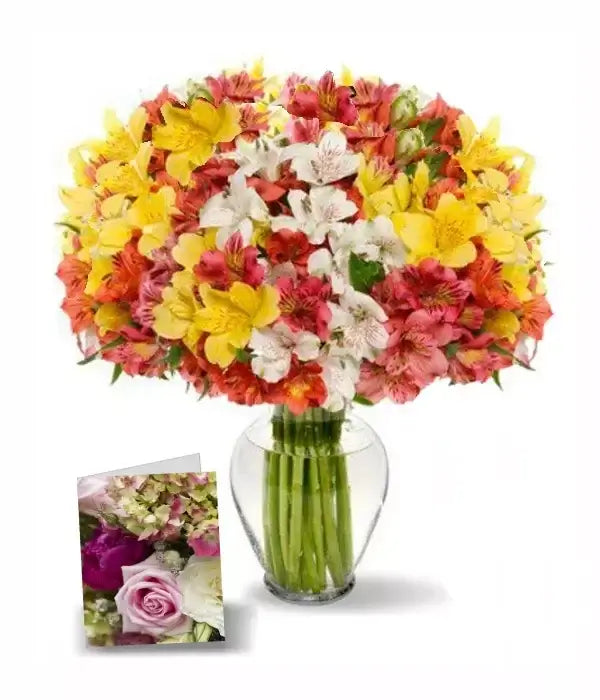 Blooms of Peruvian Lillies