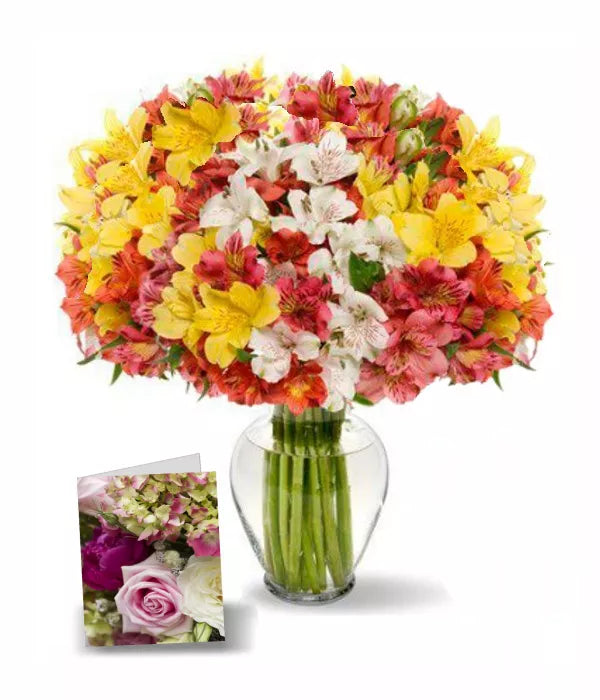 150 Blooms of Peruvian Lillies