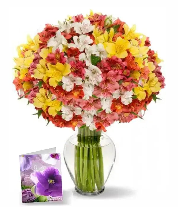 Blooms of Peruvian Lilies