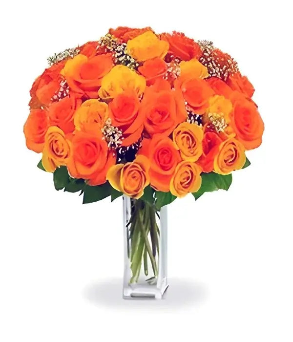 Premium Orange Roses