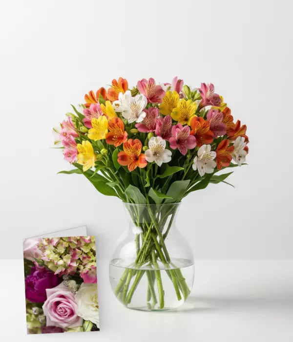 Blooms of Peruvian Lilies