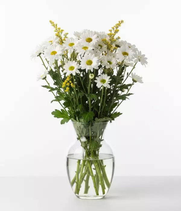 Classic White Daisies